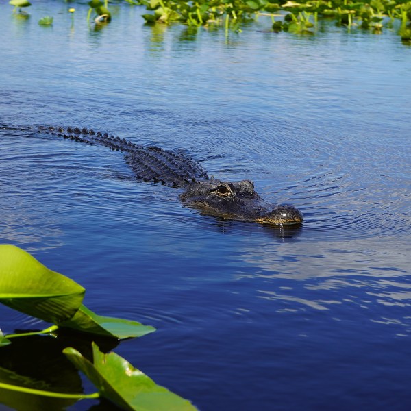 Alligator swimming in blue water with green lily pads.