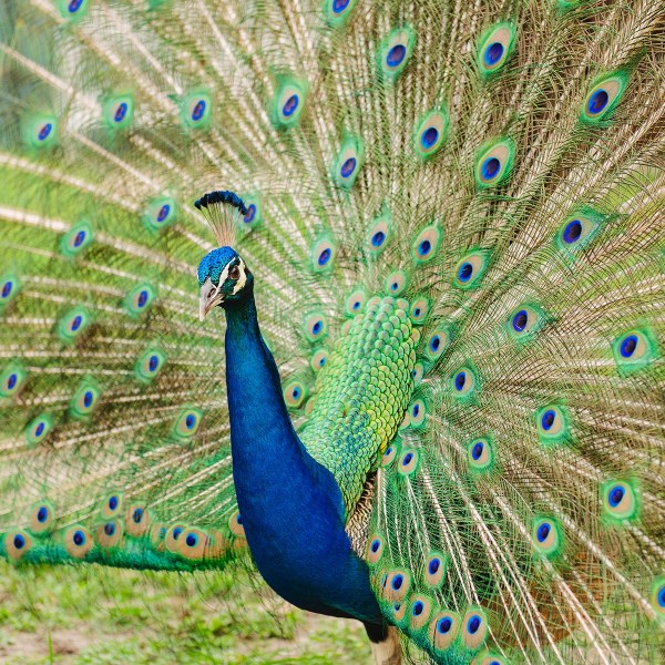 A peacock displaying its vibrant, colorful tail feathers outdoors.