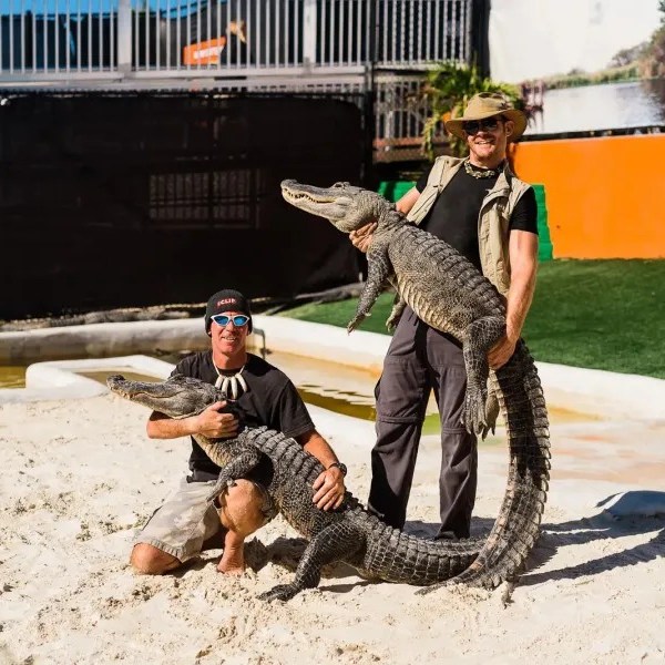 Two people posing with two alligators on a sandy surface.