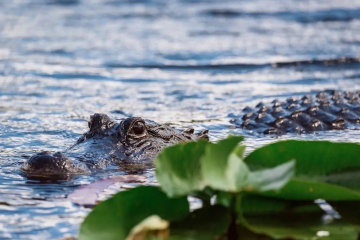 Alligator partially submerged in water near green leaves.