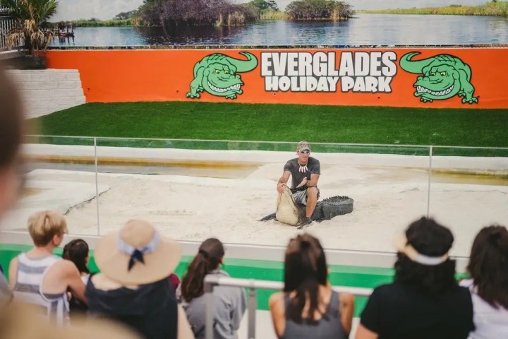 Person handles alligator at Everglades Holiday Park show.