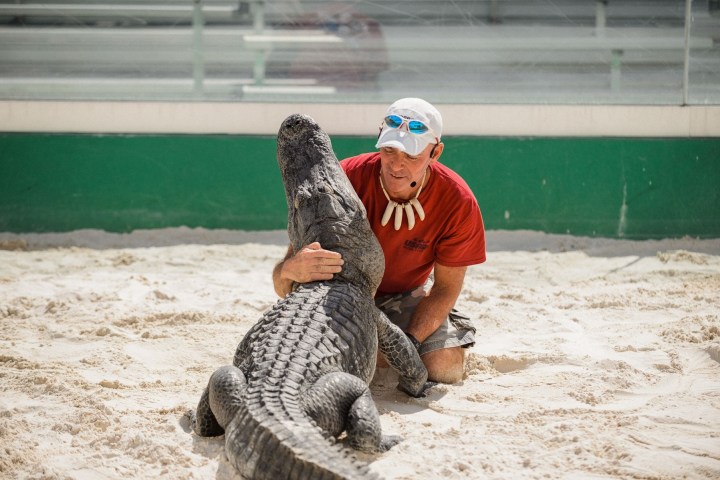 Man in a red shirt holding a large alligator in a sandy enclosure.